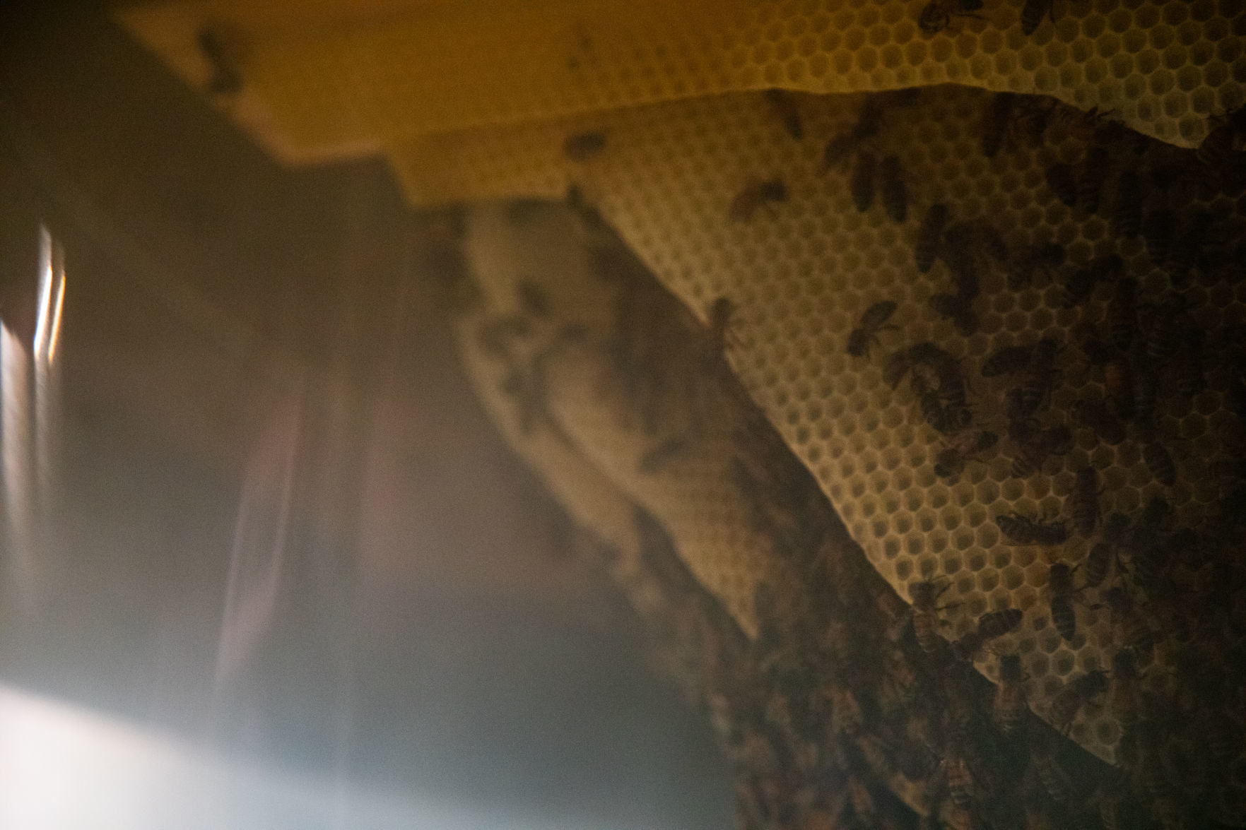 Bees 14